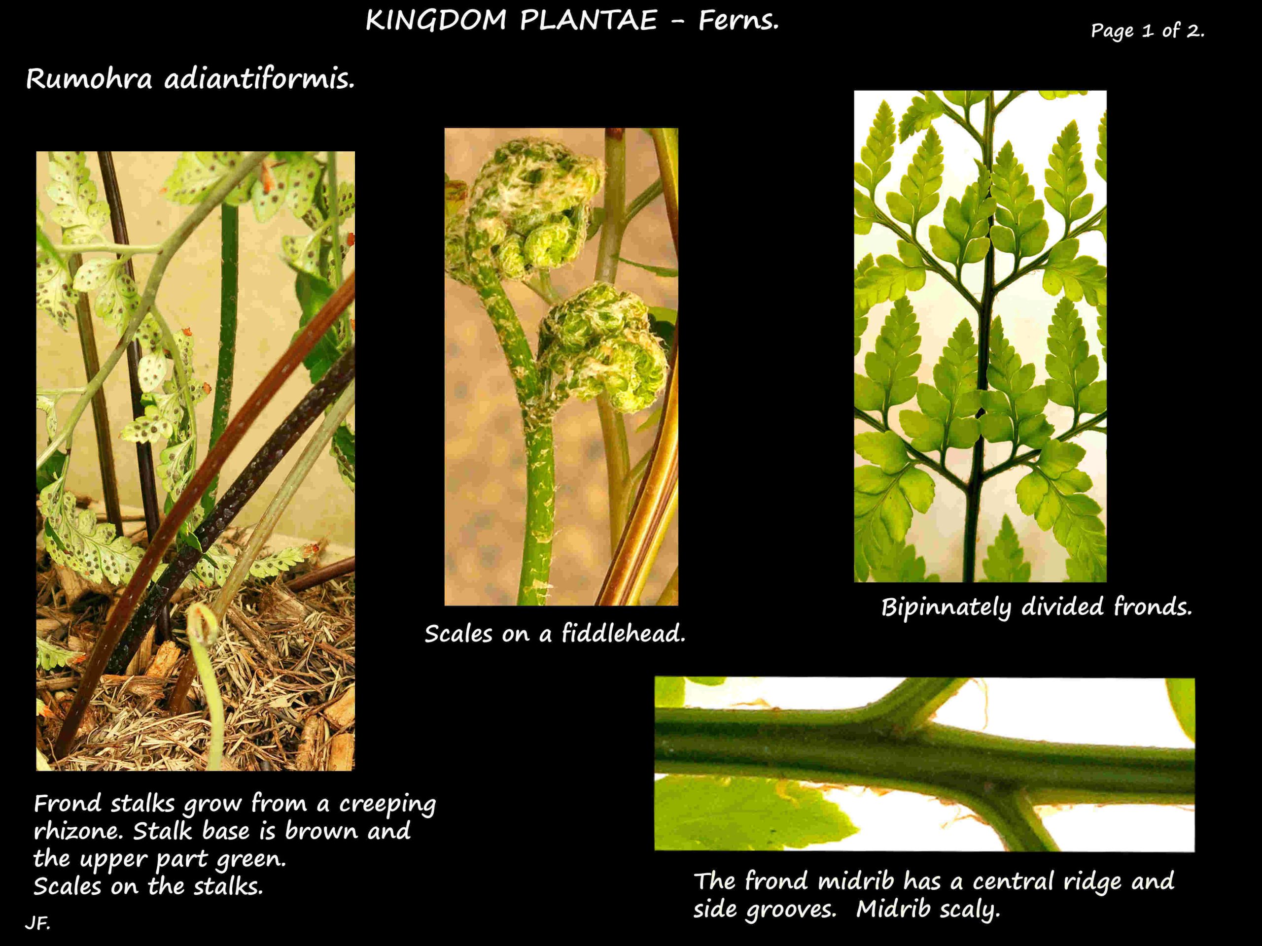 1 Rumohra adiantiformis fronds